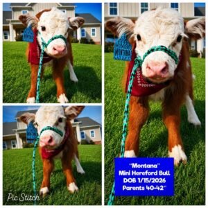 Montana is a beautiful Mini Hereford Bull, born on 1/15/2026
