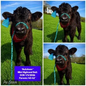 Bulldozer is a beautiful Mini Highland Bull, born on 1/5/2026