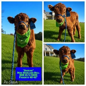 Squeak is a beautiful Mini Highland Bull, born on 10/1/2025.
