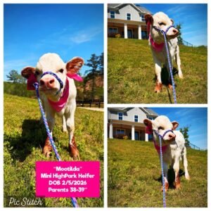 Mootilda is a beautiful Mini HighPark Heifer, born on 2/5/2026.