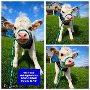 Moo-Moo is a beautiful Mini HighPark Bull, born on 1/22/2026