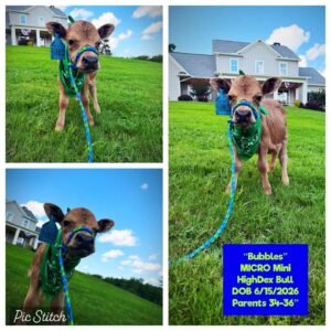 Bubbles is a beautiful Micro Mini HighDex Bull, born on 6/15/2026