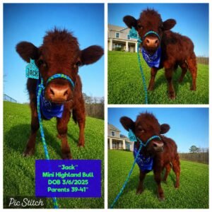 Jack is a beautiful Mini Highland Bull, born on 3/6/2025