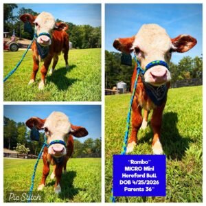 Rambo is a beautiful Micro Mini Hereford Bull, born on 4/25/2026