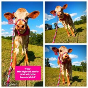 Foxy is a beautiful Mini HighPark Heifer, born on 4/2/2026