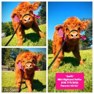 Swift the Mini Highland Heifer for sale with red fluffy Highland coat at a Georgia family farm