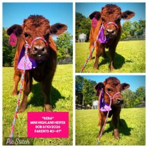 Reba the Mini Highland Heifer for sale with dark red fluffy Highland coat in Georgia