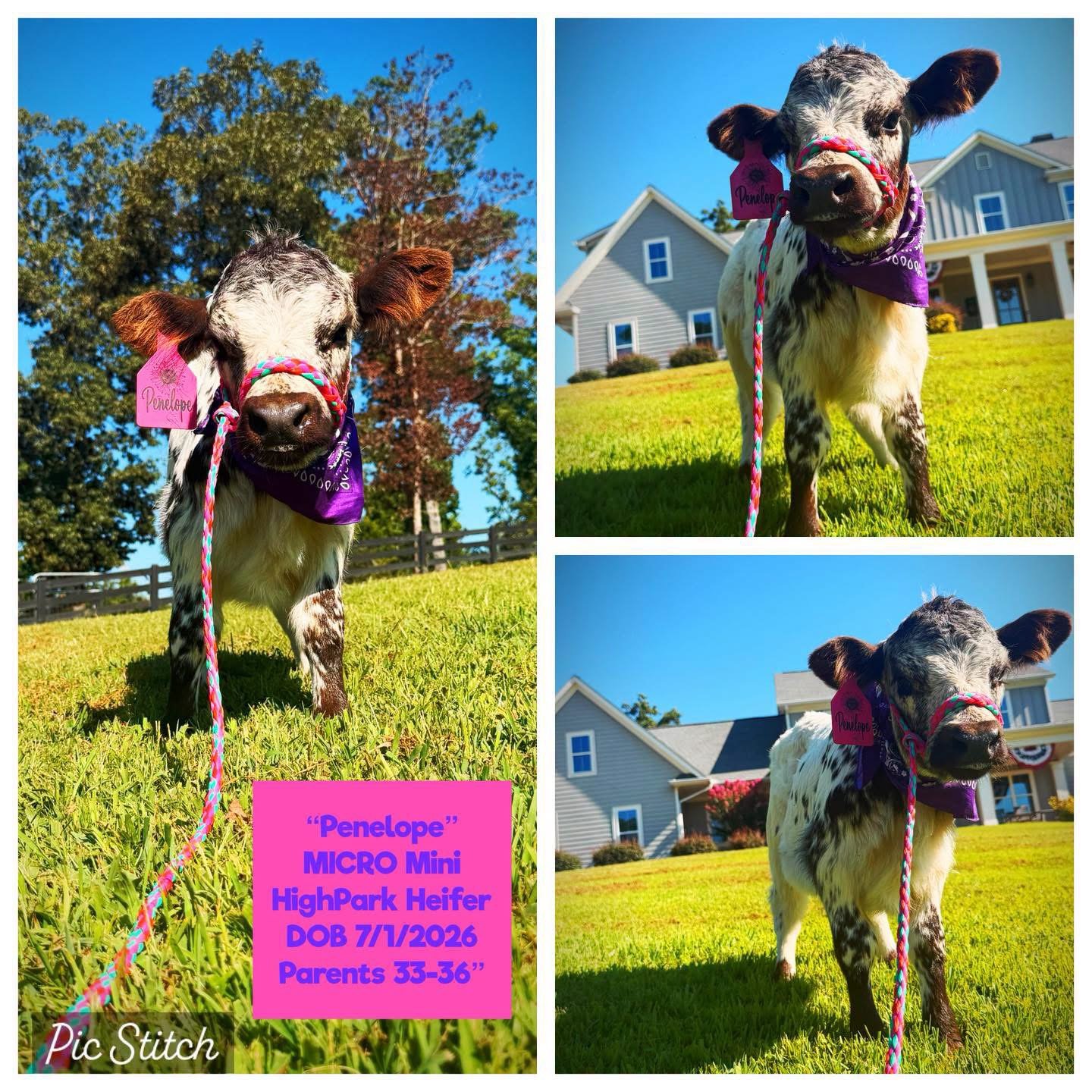 Penelope the Micro Mini HighPark Heifer for sale with black and white spotted coat in Georgia