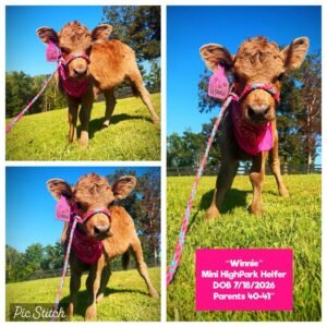 Winnie the Mini HighPark Heifer for sale with red Highland-type coat in Georgia
