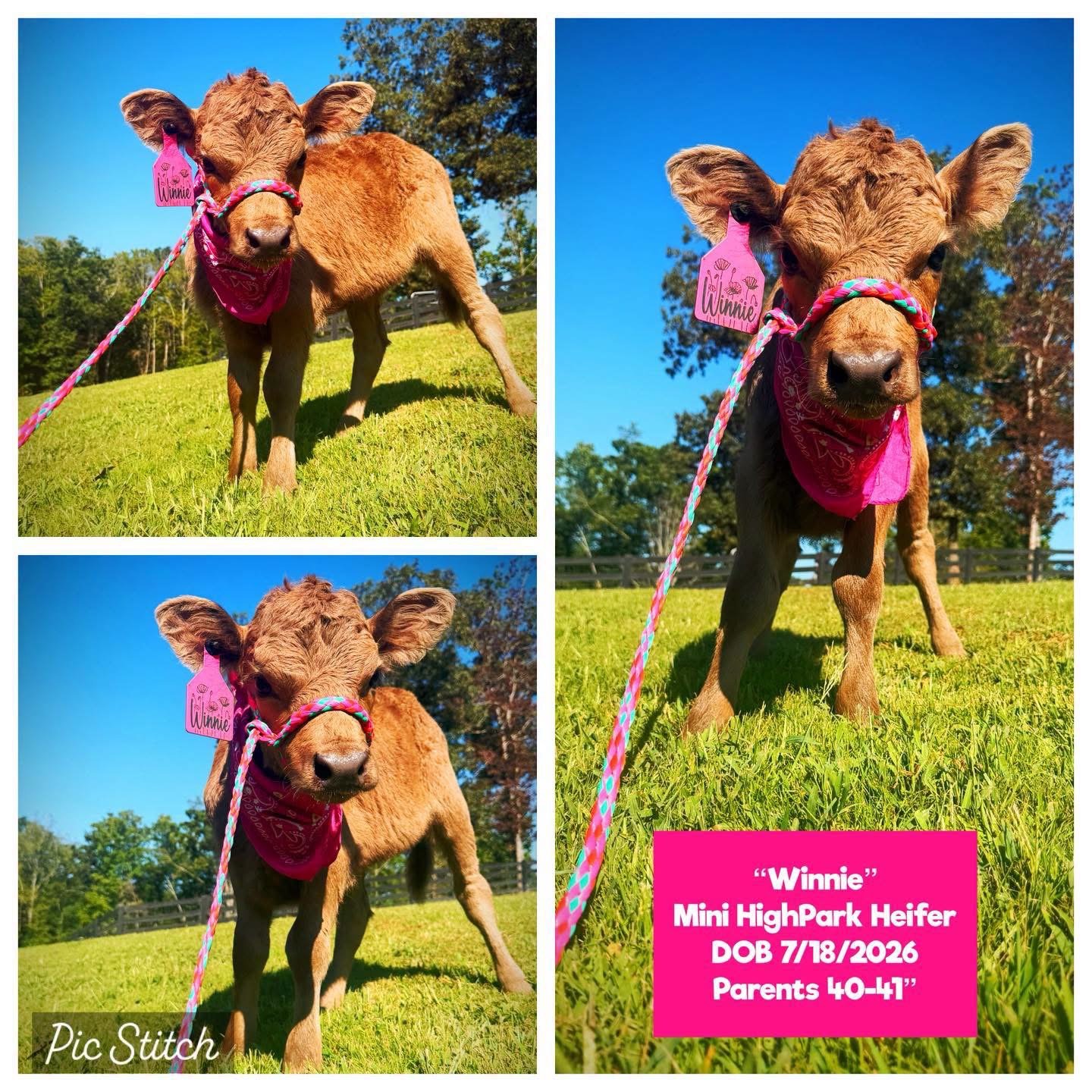 Winnie the Mini HighPark Heifer for sale with red Highland-type coat in Georgia