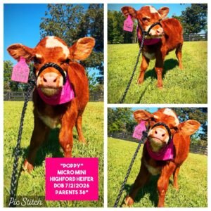 Poppy the Micro Mini HighFord Heifer for sale with rich red coat in Georgia