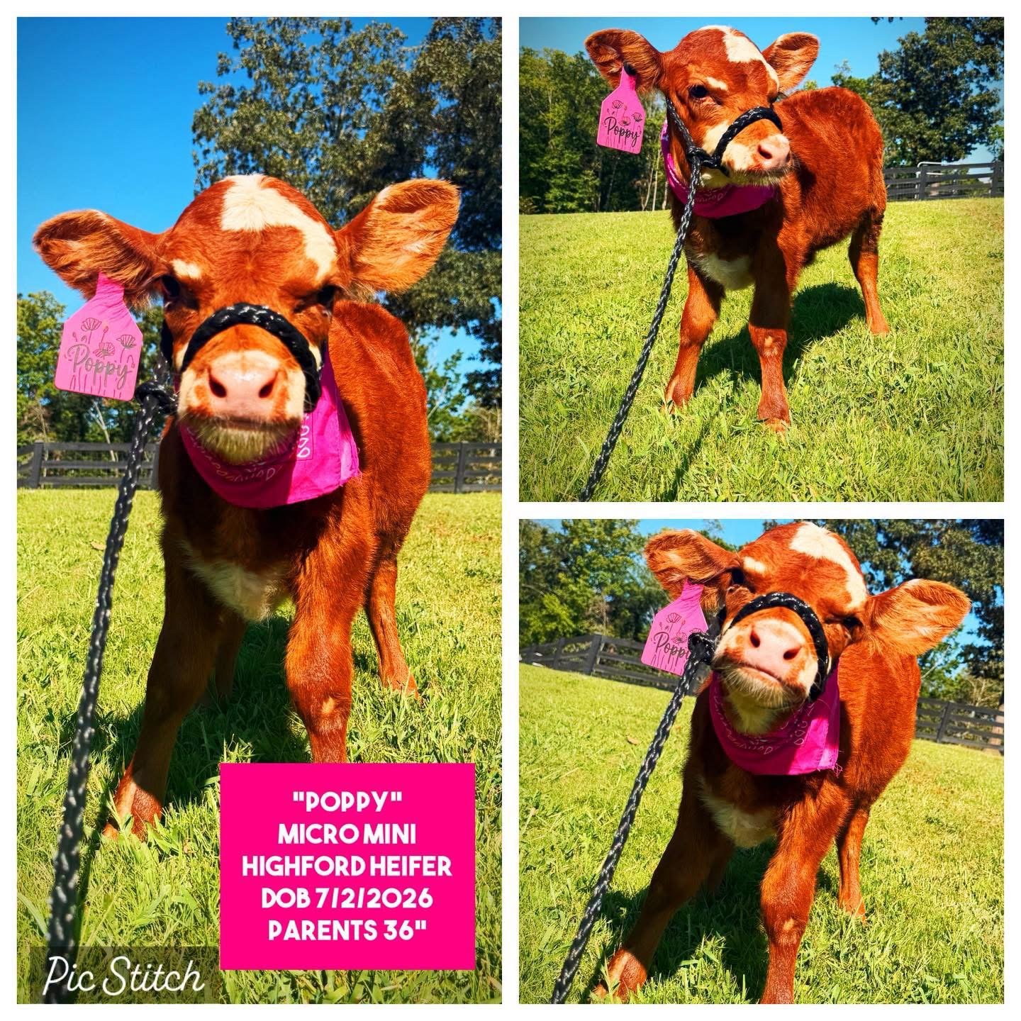Poppy the Micro Mini HighFord Heifer for sale with rich red coat in Georgia