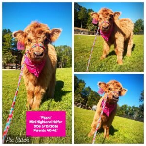 Pippa the Mini Highland Heifer for sale with golden-red coat in Waleska Georgia