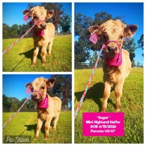 Sugar the Mini Highland Heifer for sale with golden-red coat in Waleska Georgia