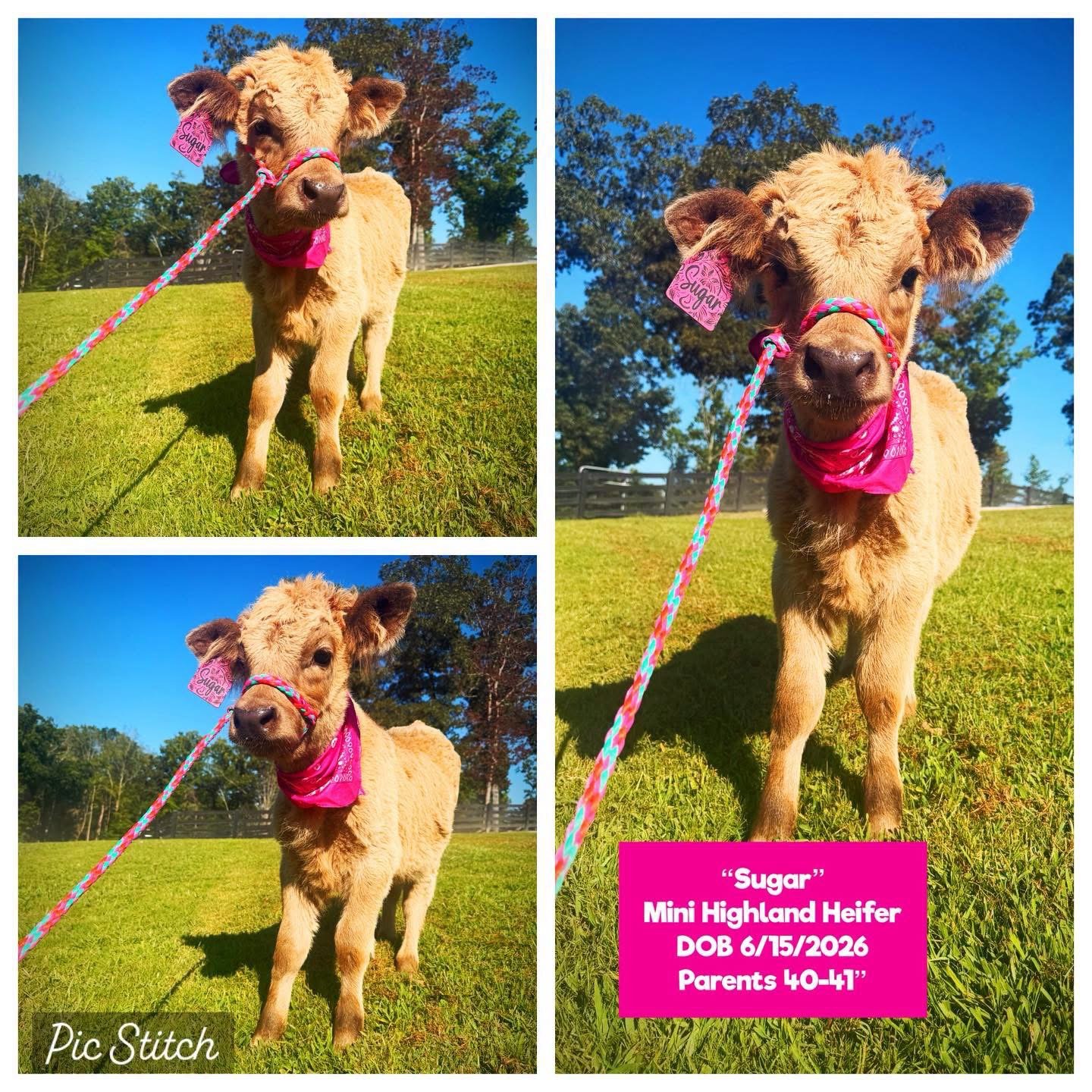 Sugar the Mini Highland Heifer for sale with golden-red coat in Waleska Georgia
