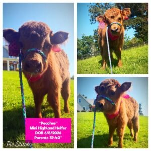 Peaches the Mini Highland Heifer for sale with rich reddish-brown coat in Waleska Georgia