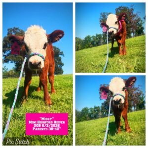 Missy the Mini HighFord Heifer for sale with red and white coat in Waleska Georgia