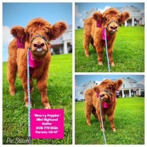 Moo-ry Poppins the Mini Highland Heifer for sale with reddish orange coat in Waleska Georgia