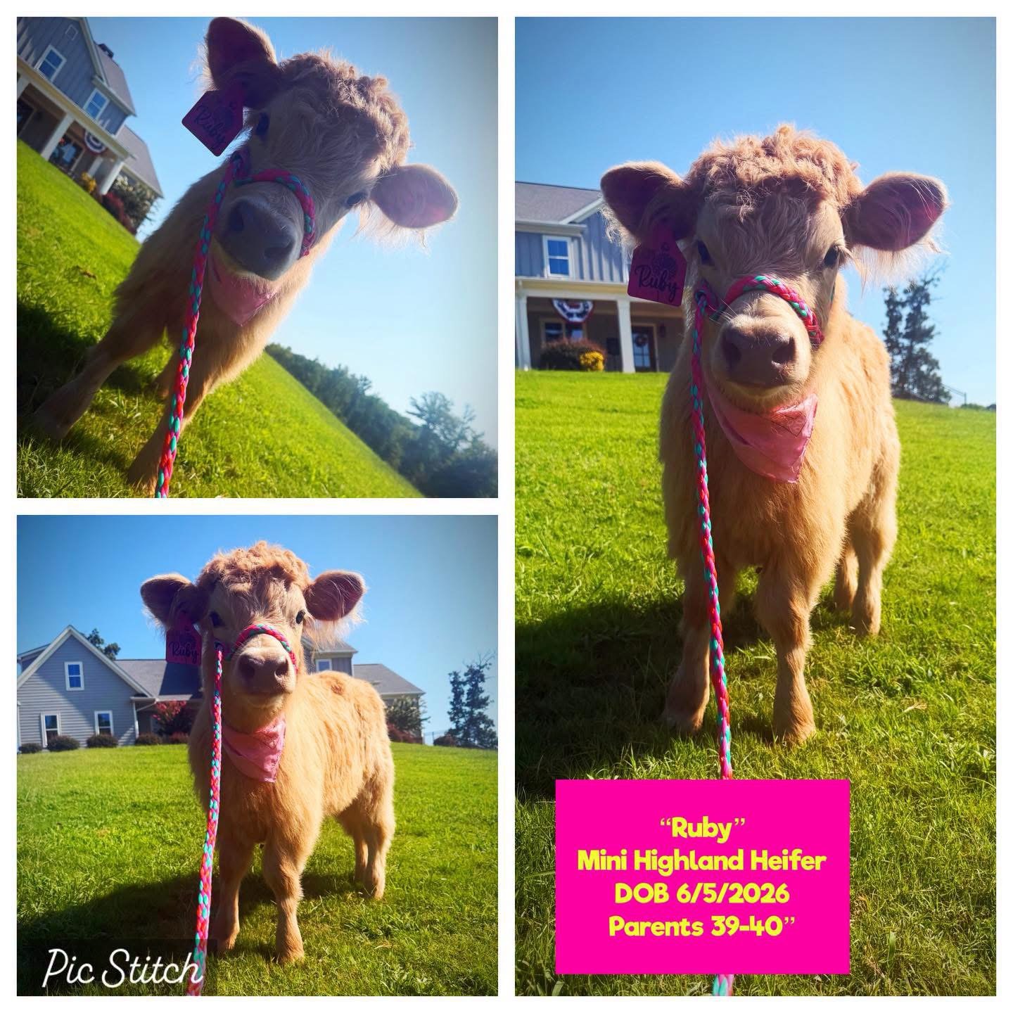 Ruby the Mini Highland Heifer for sale with golden-red coat in Waleska Georgia