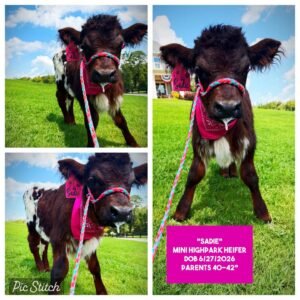 Sadie Mini HighPark heifer for sale with dark and white coloring