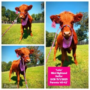 Lola the Mini Highland heifer for sale with rich red fluffy Highland-type coat