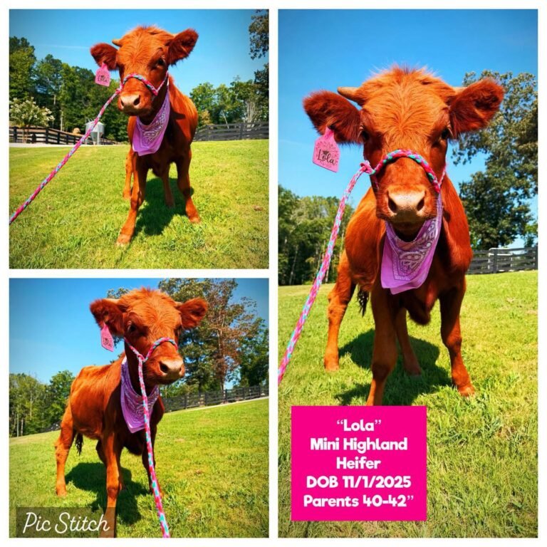Lola the Mini Highland Heifer for Sale