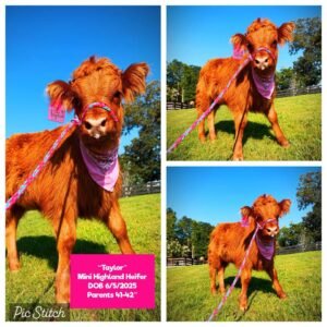 Taylor the Mini Highland heifer for sale with deep red fluffy coat