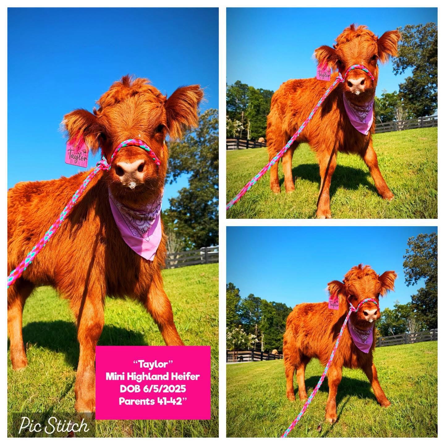 Taylor the Mini Highland heifer for sale with deep red fluffy coat