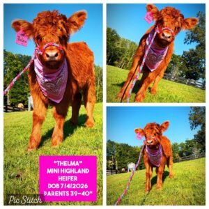 Thelma the Mini Highland heifer for sale with red fluffy coat