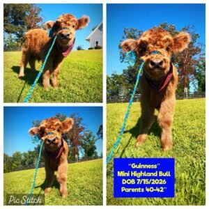 Guinness the Mini Highland bull for sale with golden red fluffy coat
