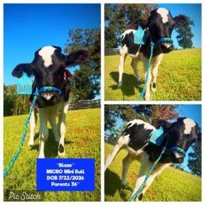 Blaze the Micro Mini HighDex bull for sale with black and white coloring