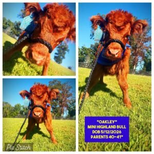 Oakley the Mini Highland bull for sale with rich red fluffy Highland-type coat