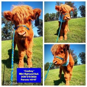 Cowboy the Mini Highland bull for sale with warm copper-red fluffy coat