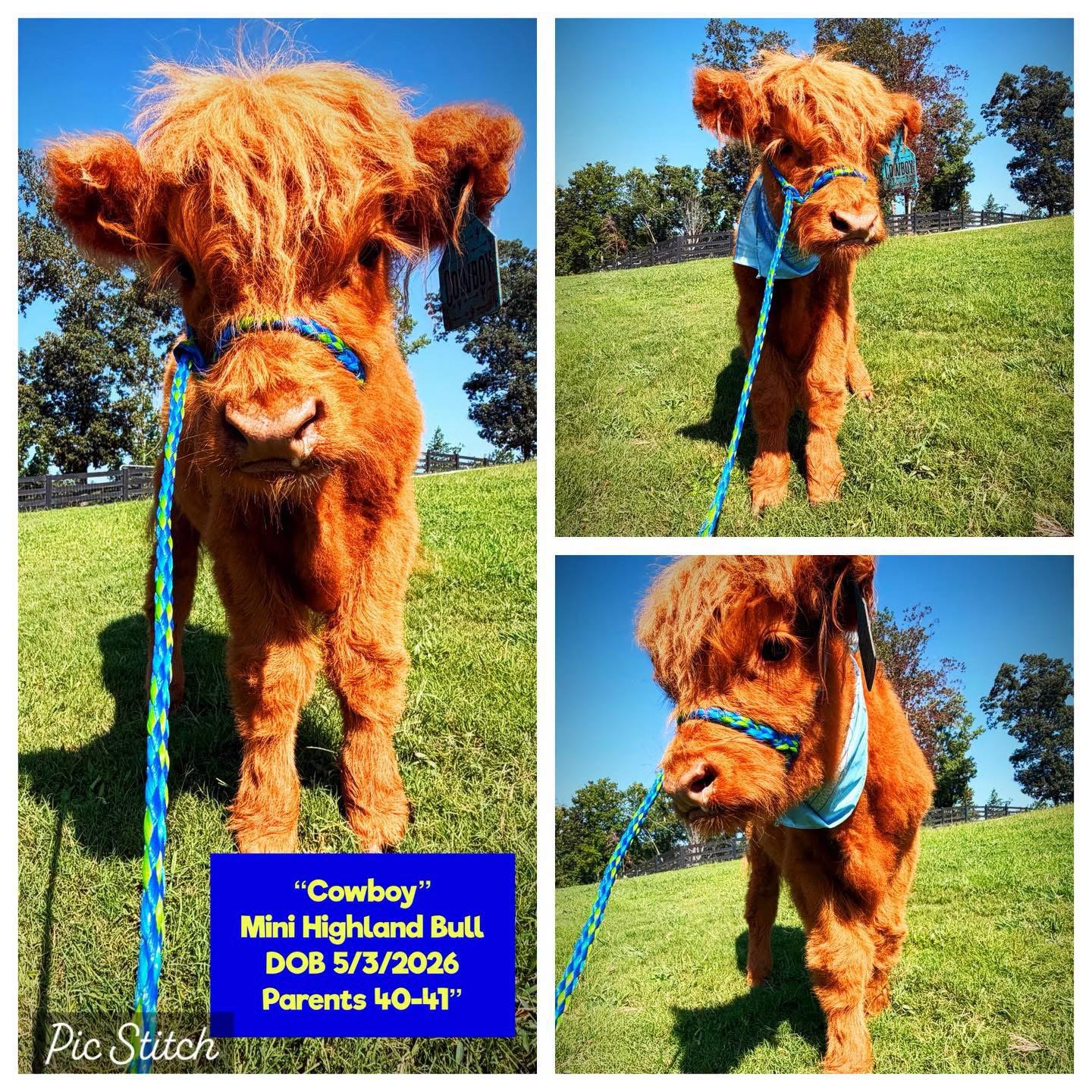 Cowboy the Mini Highland bull for sale with warm copper-red fluffy coat