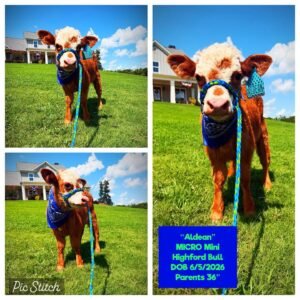 Aldean the Mini HighFord bull for sale with rich red fluffy coat