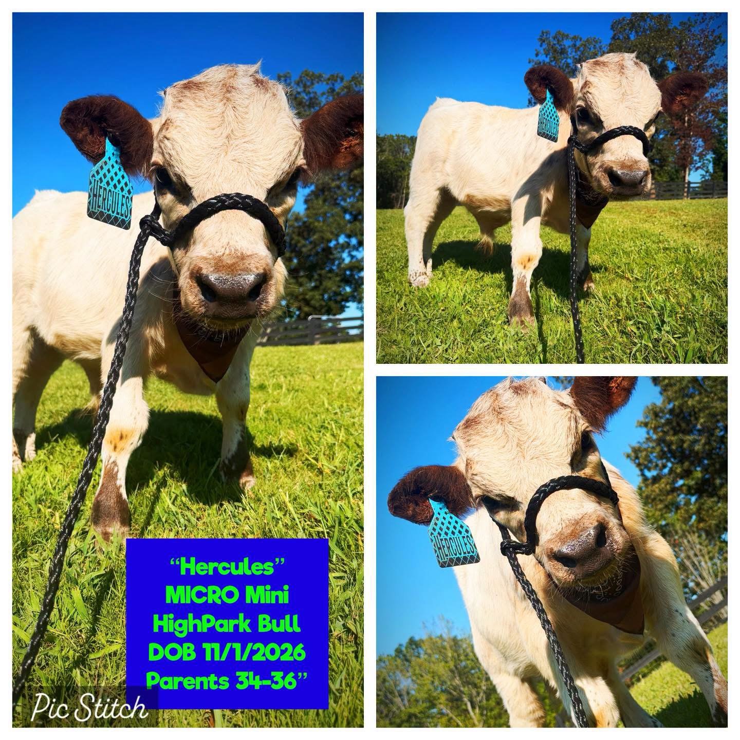 Hercules the Micro Mini HighPark bull for sale with white coat and dark markings
