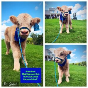 Bam-Bam the Mini Highland bull for sale with reddish brown fluffy coat