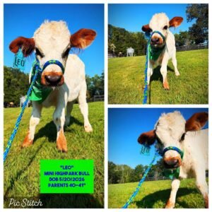 Leo the Mini HighPark bull for sale with white and reddish brown coloring