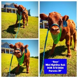 Sven the Mini HighDex bull for sale with compact miniature cattle build