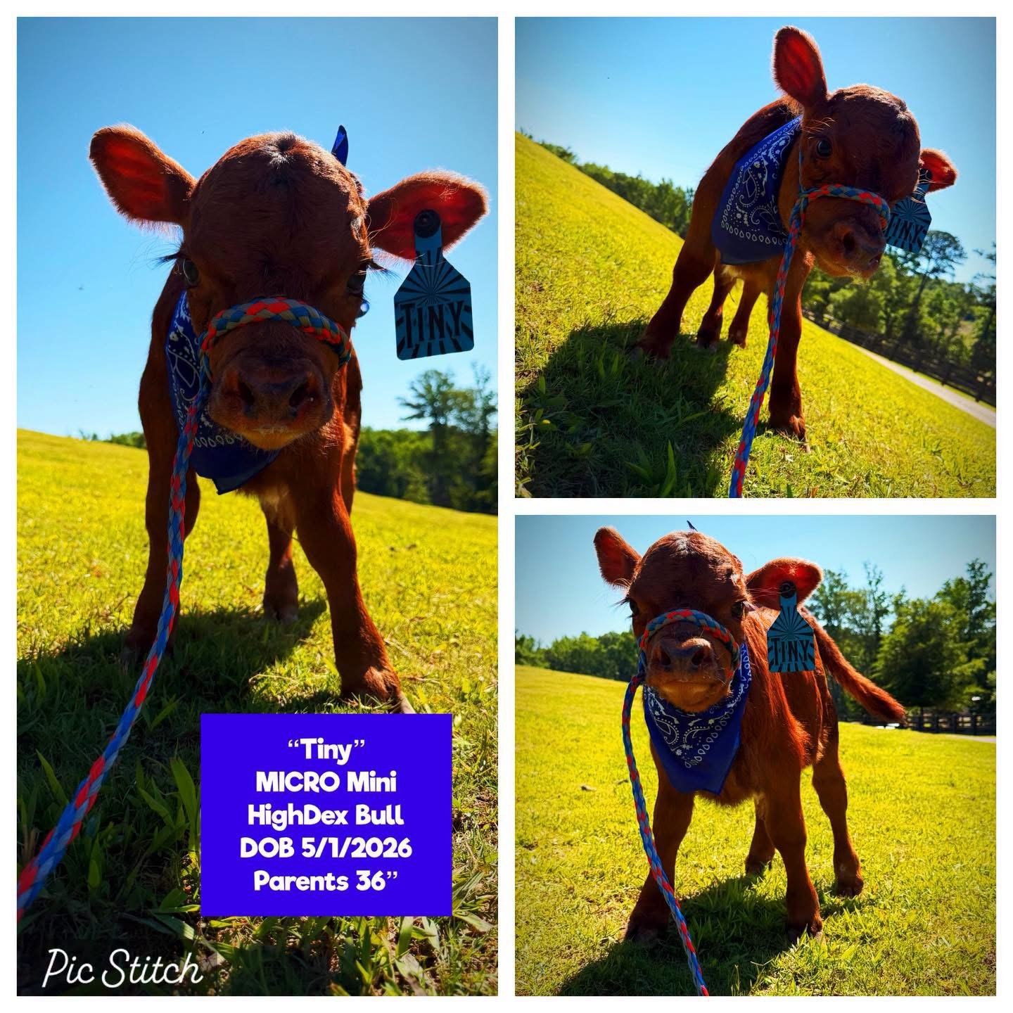 Tiny the Micro Mini HighDex bull for sale with reddish brown coat