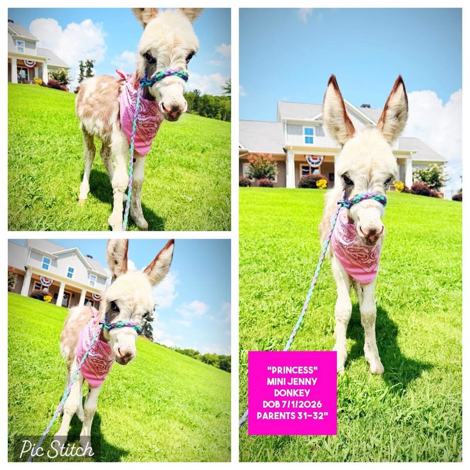 Princess the Mini Jenny Donkey for sale with light cream and tan coat