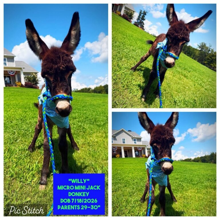 Willy the Micro Mini Jack Donkey for Sale