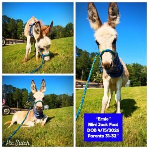 Ernie theMini Jack Foal for sale with light cream and tan coat