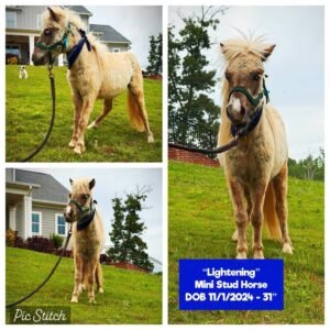 Lightening the Mini Stud Horse for sale at Miniature Cattle & Animal Farm