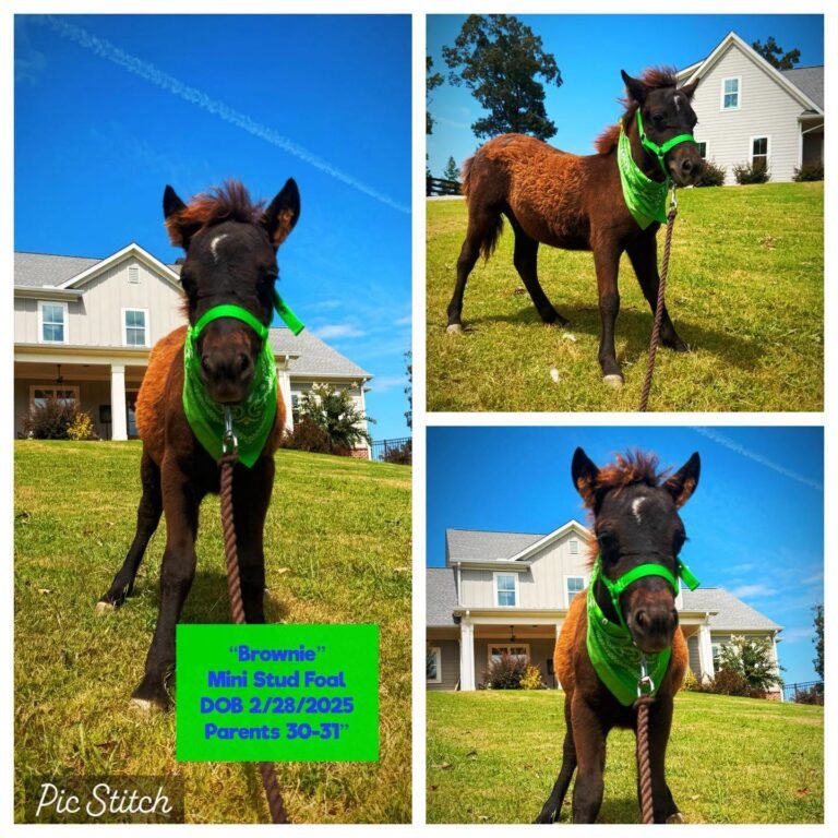Brownie the Mini Stud Foal for Sale