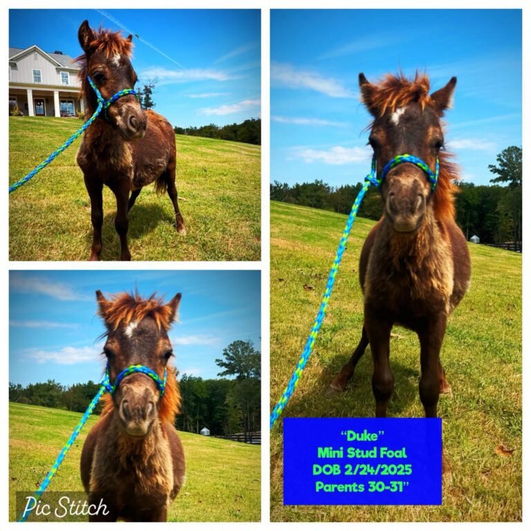 Duke the Mini Stud Foal for Sale