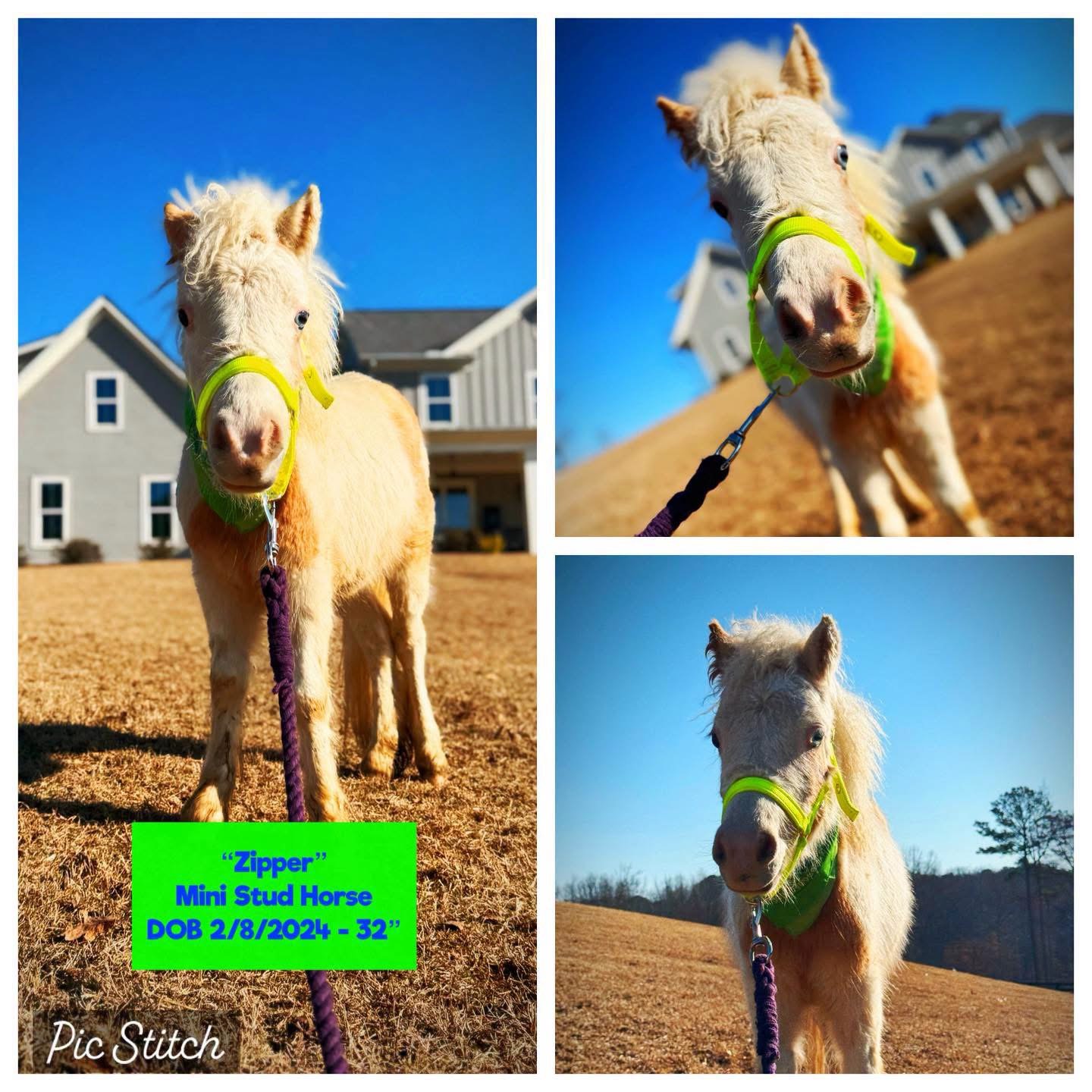 Zipper the Mini Stud Horse for sale at Miniature Cattle & Animal Farm