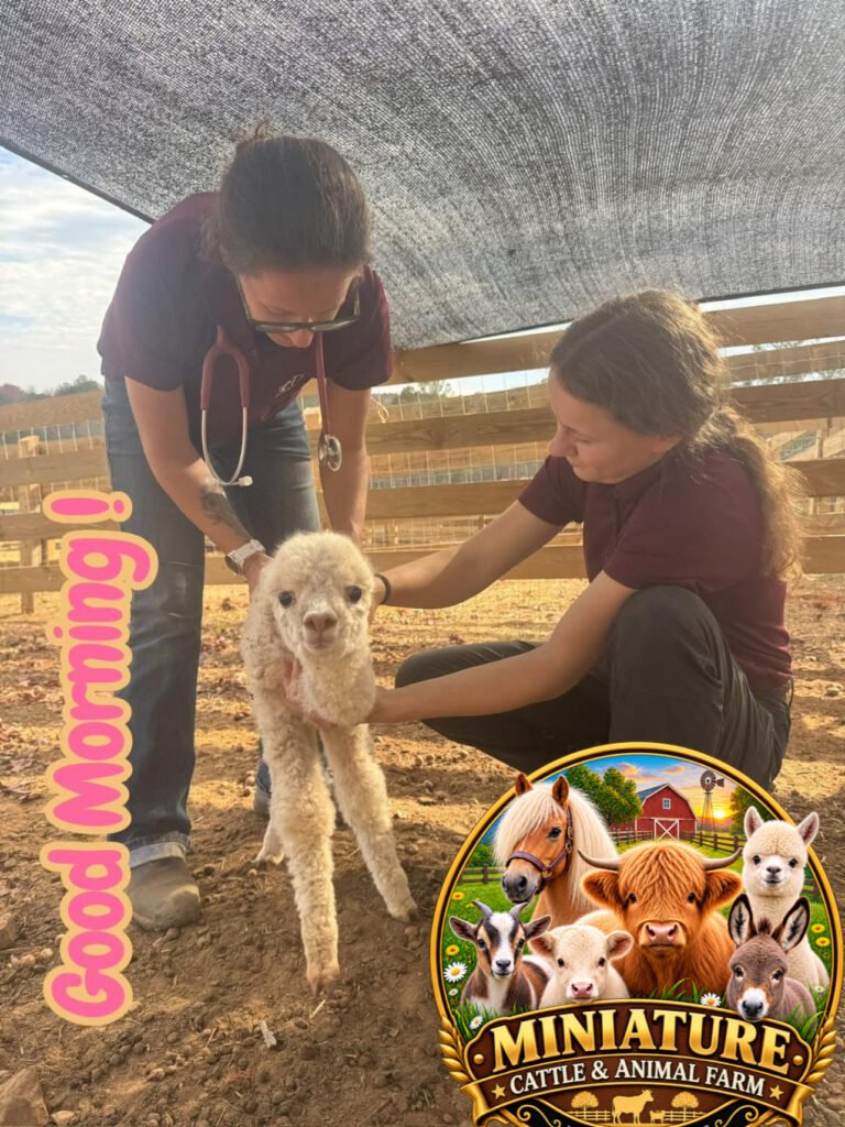 veterinarian of miniature cattle and animal farm