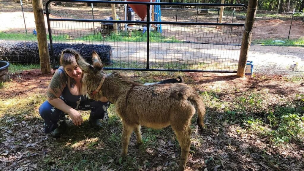 wife of miniature cattle and animal farm